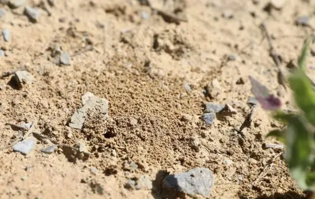 Пыльца остается на телах пчел именно там, где она нужна цветам для опыления: неухоженные участки соответствуют цветочным пыльцевым мешочкам и рыльцам