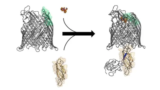Медоносные пчелы могут сыграть роль в разработке новых антибиотиков