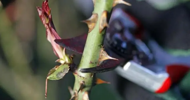 Как растут обезьяньи бои