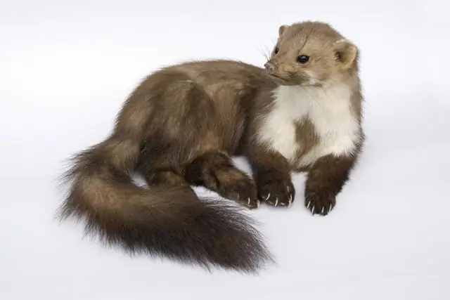 В городе страдают молодые птицы