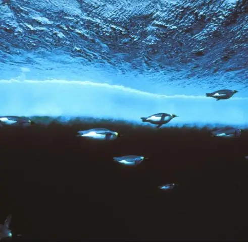 Как раскрытие антарктического морского льда влияет на мировой климат