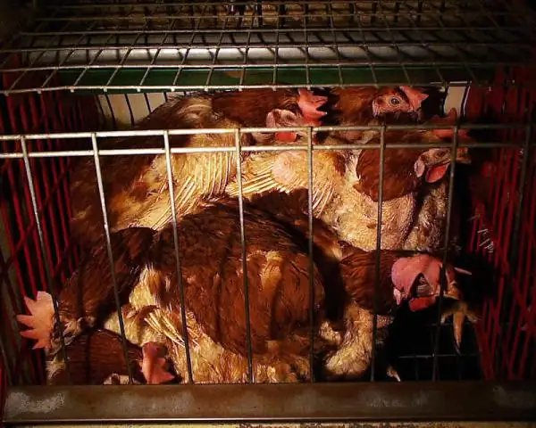 Моделирование воздействия зеленых яиц и кур: исследователь оценивает воздействие канадских яичных продуктов на окружающую среду