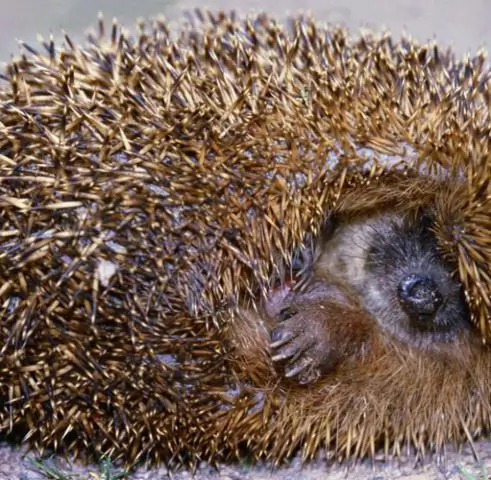 Как просыпаются спящие рибосомы