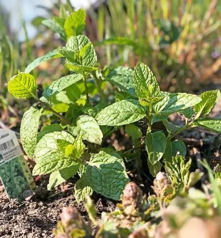 Корни используют химические «фото» для координации роста: кажущиеся случайными узоры корней на самом деле имеют стратегическое значение