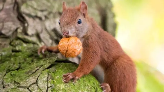 Белки используют «дробление», чтобы упорядочить свои любимые орехи: первое исследование показало, что белки используют сложную стратегию запоминания, чтобы сортировать свою награду