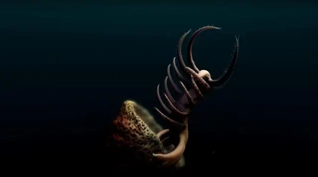 «Таинственное» древнее существо определенно было животным, подтверждают исследования