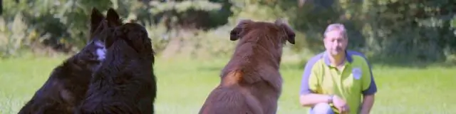 Волки понимают причину и следствие лучше, чем собаки