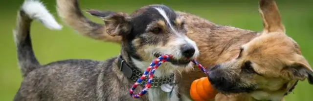 Социальные навыки собак связаны с чувствительностью к окситоцину