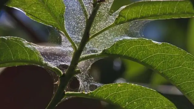 РНК может помочь повысить устойчивость растений к жаре и засухе