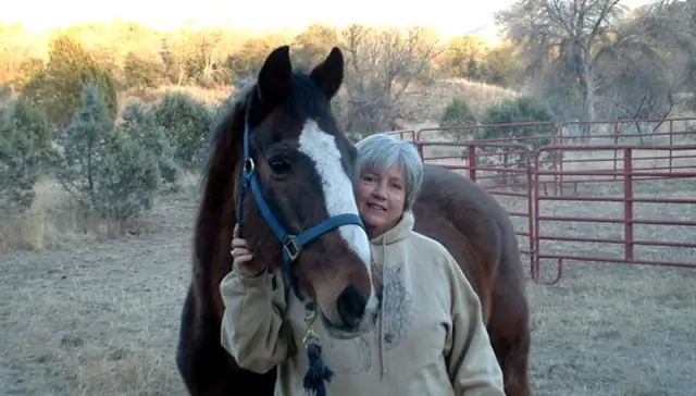 Лошади, работающие в программах лечебной верховой езды, не испытывают дополнительного стресса