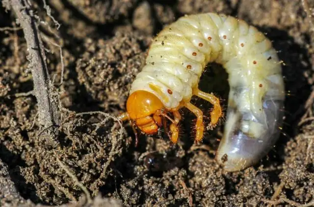 Паразитарная глазная инфекция представляет серьезную угрозу для британских собак, предупреждают эксперты: и может иметь последствия для других популяций животных и людей в Великобритании