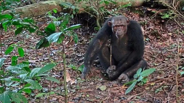 Сокращающиеся популяции маточных моллюсков фрагментированы, и это меняет подход к сохранению: генетическое родство ценных морских улиток