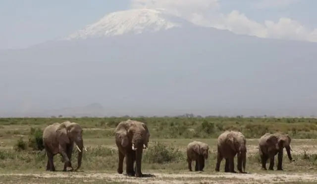 Выявлены новые носители переносчиков болезни Шагаса: новые данные помогут предотвратить распространение болезни Шагаса, от которой страдают 8 миллионов человек во всем мире