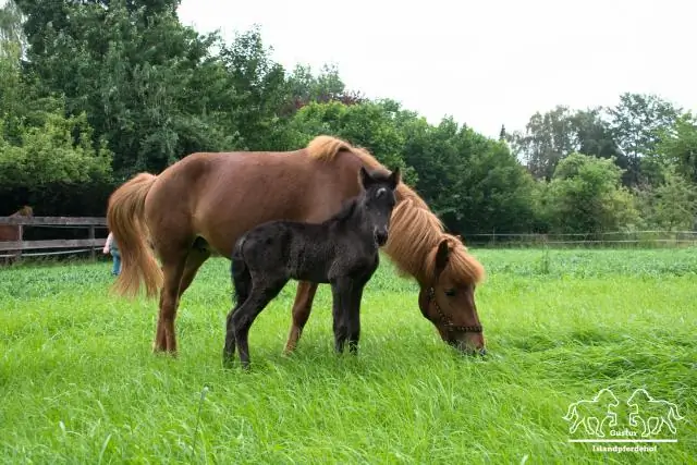 Больше ртов можно накормить, увеличив количество пор растений: открытие малых молекул, увеличивающих количество устьиц на листьях растений