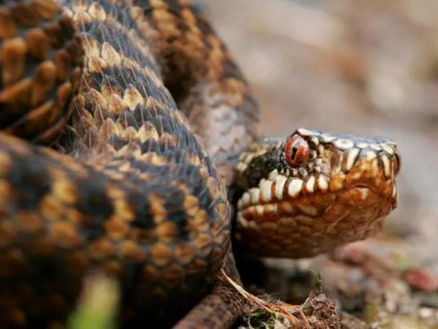 Физиология растений: Приспособление к колебаниям температуры: Позднее появление листьев, более раннее опадение листьев
