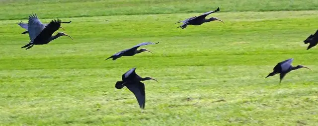 Улететь домой? Ледниковый период мог ограничить миграцию птиц: исследование ставит под сомнение традиционные предположения о миграционном поведении