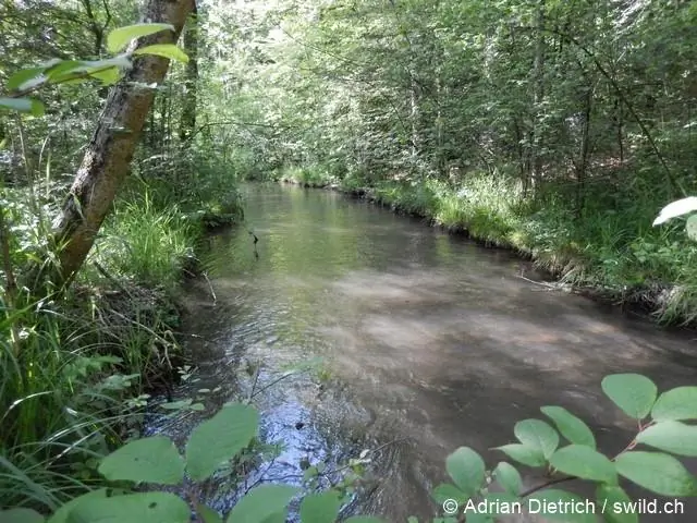 Охраняемые воды способствуют возрождению морского окуня Западного побережья: новое исследование показывает, что выздоравливающие виды, вероятно, заселяют окружающие воды потомством