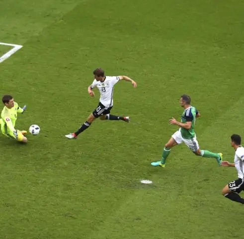 3-D анализ окаменелостей собак проливает свет на споры об одомашнивании