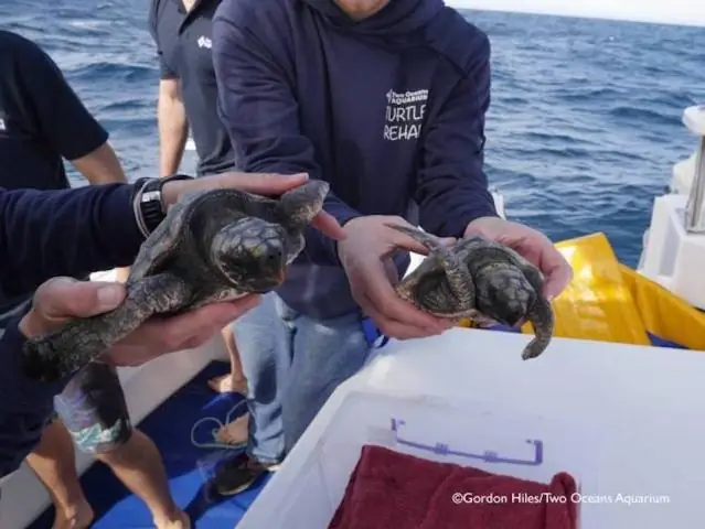 Усилия по спасению морских черепах – это «история глобального успеха в области сохранения»