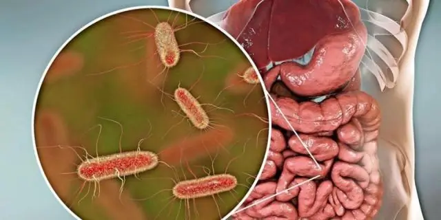 Исследователи обнаружили новую болезнь крупного рогатого скота и предотвратили ее распространение