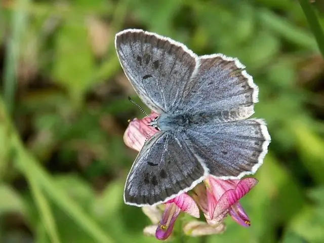 Теплолюбивые австралийские муравьи верят в разнообразие и намекают на 74 новых для науки вида
