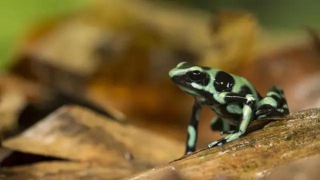 Почему ядовитые лягушки не травят себя