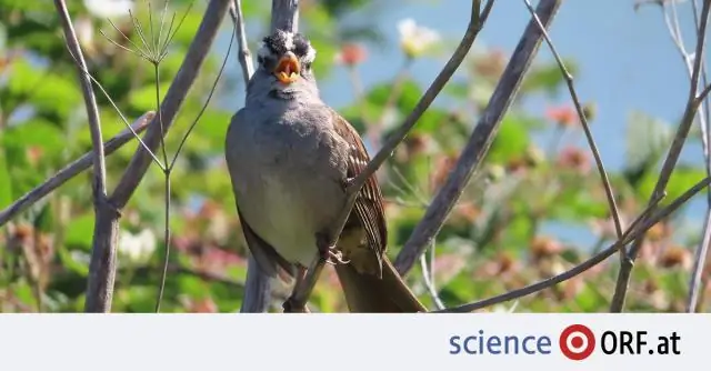 Ученые секвенируют крошечного бесполого червя, чья родословная насчитывает 18 миллионов лет