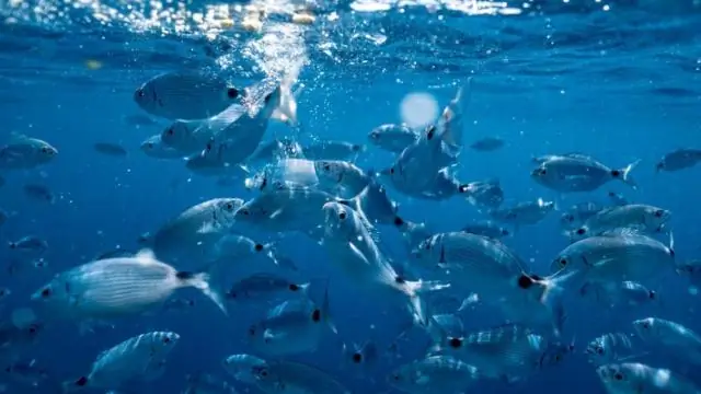 Повреждение мозга рыб пластиковыми наночастицами в воде