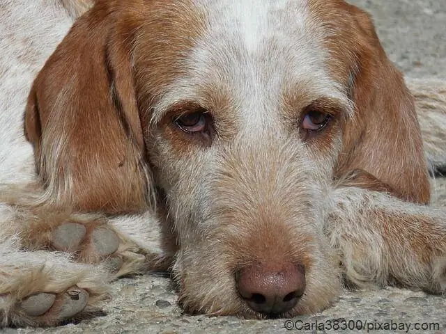 Клещи еще опаснее и противнее, чем вы думали: биологи отслеживают популяции клещей, чтобы остановить переносимые клещами болезни, такие как болезнь Лайма