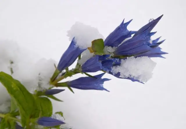 Улитки, выращенные в лаборатории, помогают видам спастись от вымирания