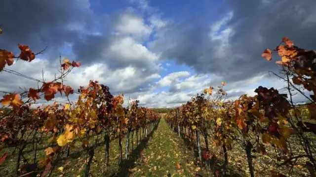 Как лесные пожары портят вино: объяснение образования нежелательных ароматов в вине