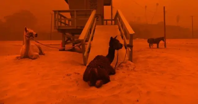 Спасение от лесных пожаров