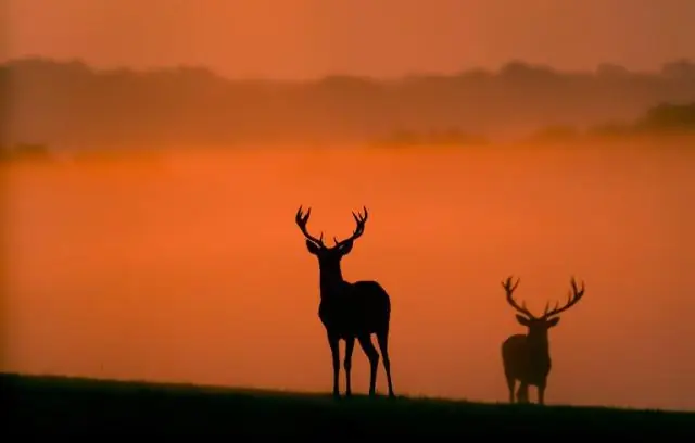 Хроническая болезнь истощения: решение проблем с цервидным прионовым заболеванием