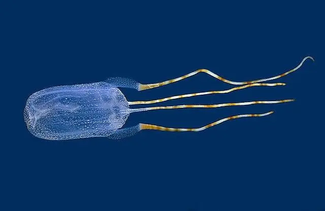 Два дерева-птицелова на Карибах, названные в честь двух женщин, чьи ботанические работы остались незамеченными