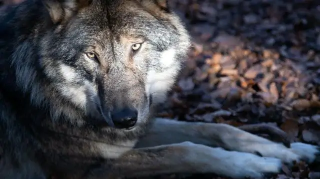 Как общество адаптировалось к ураганам? Взгляд на Новый Орлеан за 300 лет