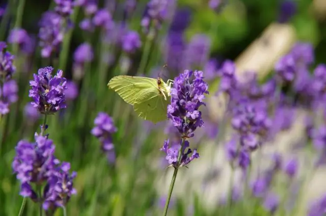 Пурпурное растение занимает оборонительную позицию: лаванда – это больше, чем просто приятно пахнущее и успокаивающее растение