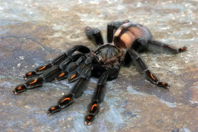 На Соломоновых островах обнаружена живущая на дереве гигантская крыса, раскалывающая кокосы: неуловимый 18-дюймовый грызун наконец найден после многих лет поисков