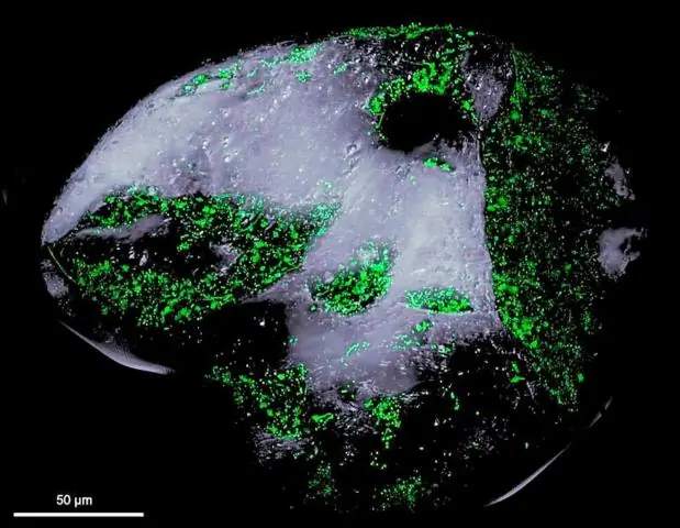 Изучение образа жизни микробов: исследователи изучили микроорганизмы, вытащенные во время глубоководной экспедиции режиссера Джеймса Кэмерона