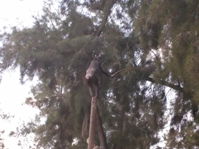 Шимпанзе могут научиться пользоваться инструментами, не наблюдая за другими