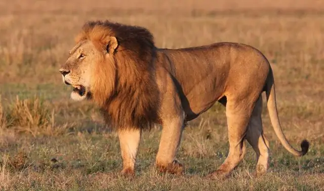 Как разные виды муравьев сосуществуют на одной территории