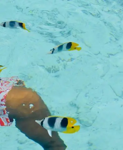 Акулы и скаты живут намного дольше, чем мы думали