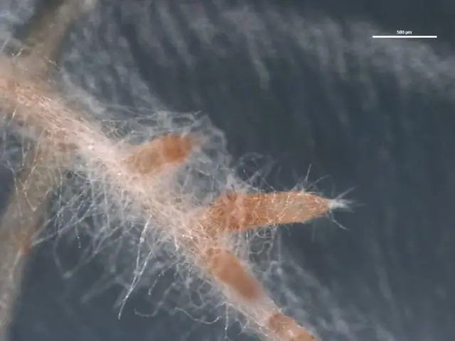 Сообщества арбускулярных микоризных грибов, обнаруженные с помощью нового подхода к секвенированию ДНК