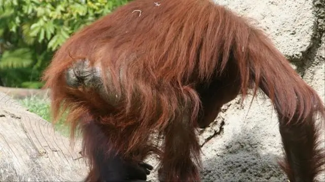 Эволюционные исследования сельскохозяйственных культур: Эго-растения дают более низкий урожай