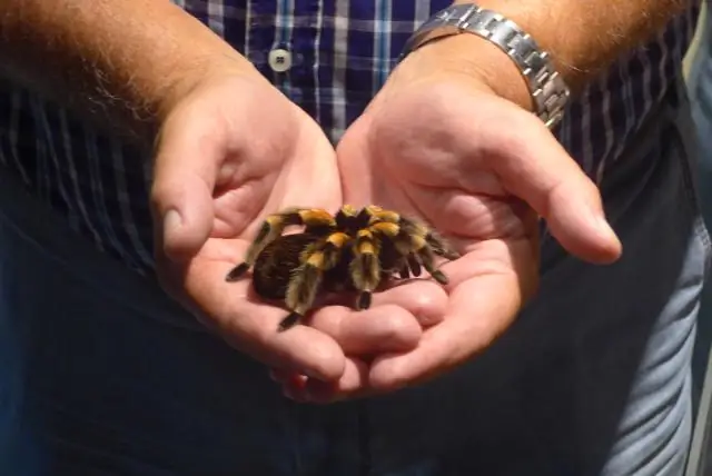 Потребность в сохранении видов рыб, недавно обнаруженных в Юго-Западной Вирджинии