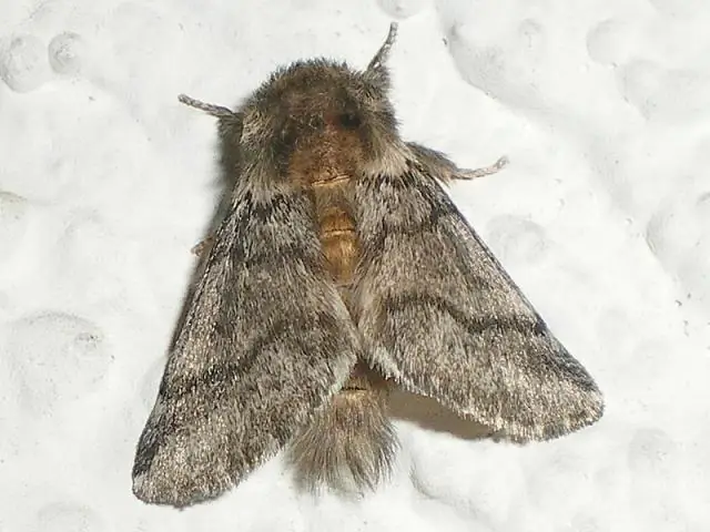 Очень голодная гусеница