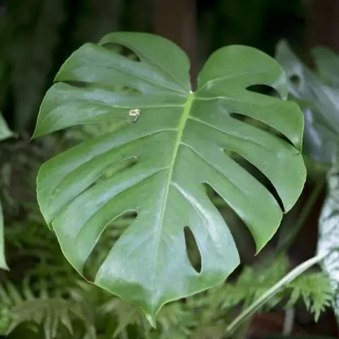 Тропическое разнообразие коренится в отношениях между грибами и семенами