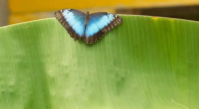 Разводить или не разводить? Перелетные самки бабочек сталкиваются с муссонной дилеммой