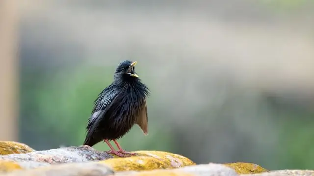 Новый отчет дает представление о воздействии пастбищного скота на климат