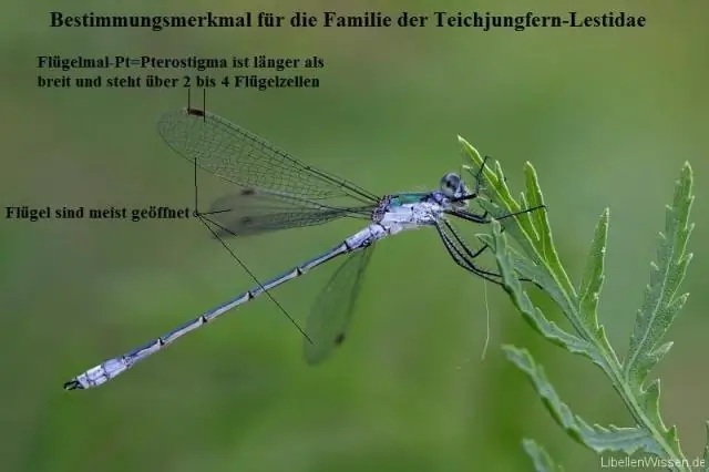 Что в меню для стрекоз