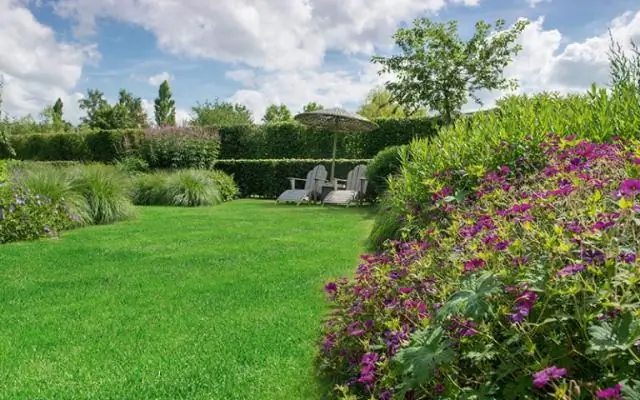 Растения становятся более устойчивыми, живя в симбиозе с грибами